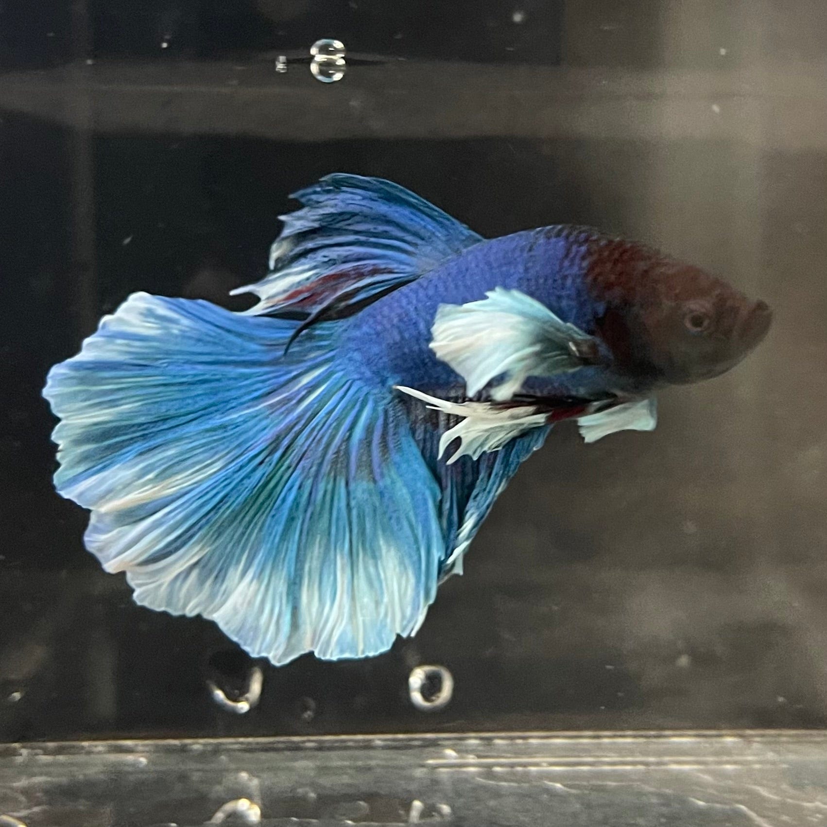 the-fish-farm Male Betta Male Betta - One Only - 22 Choose your favourite Male Betta from The Fish Farm Australia