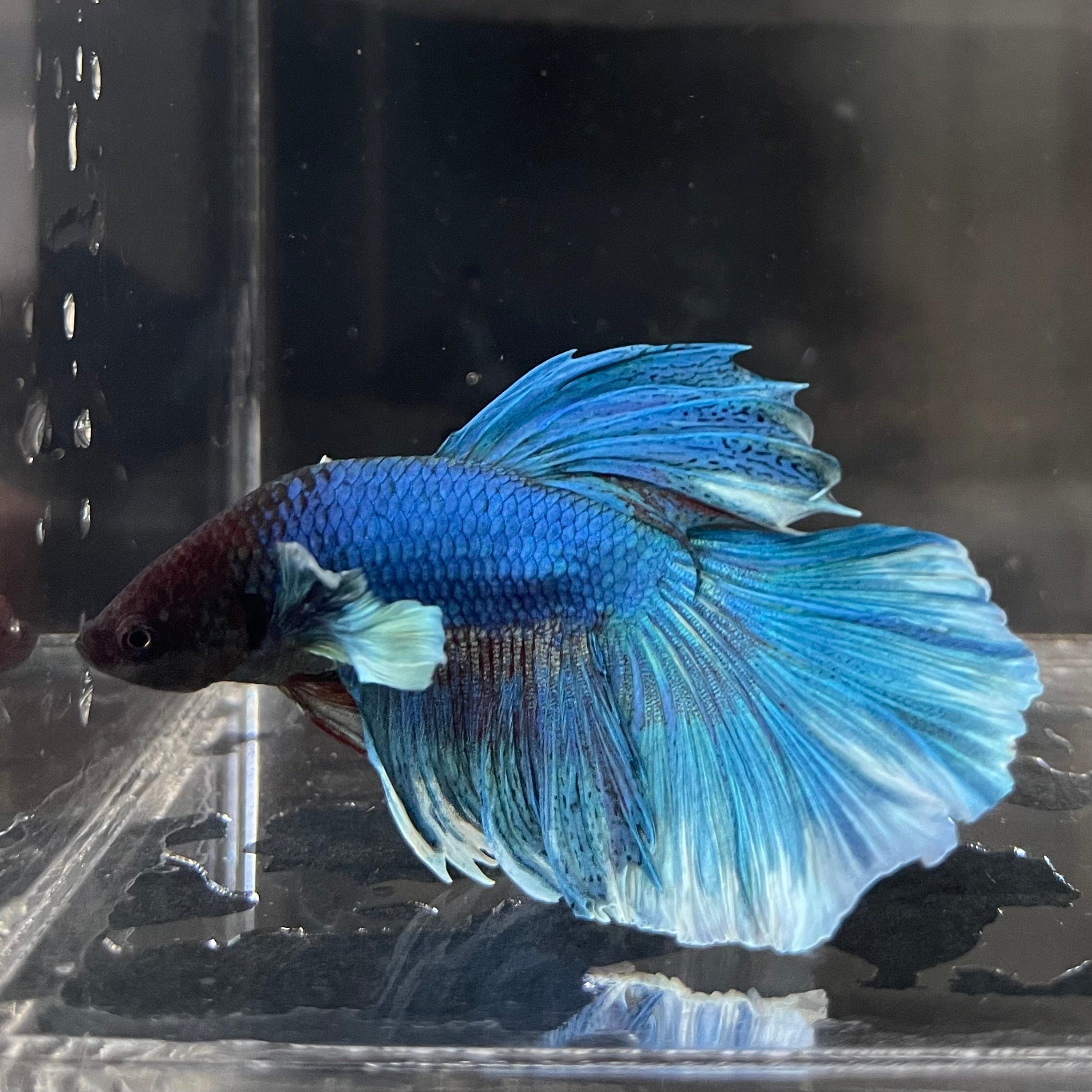 the-fish-farm Male Betta Male Betta - One Only - 22 Choose your favourite Male Betta from The Fish Farm Australia