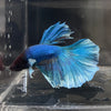 the-fish-farm Male Betta Male Betta - One Only - 22 Choose your favourite Male Betta from The Fish Farm Australia