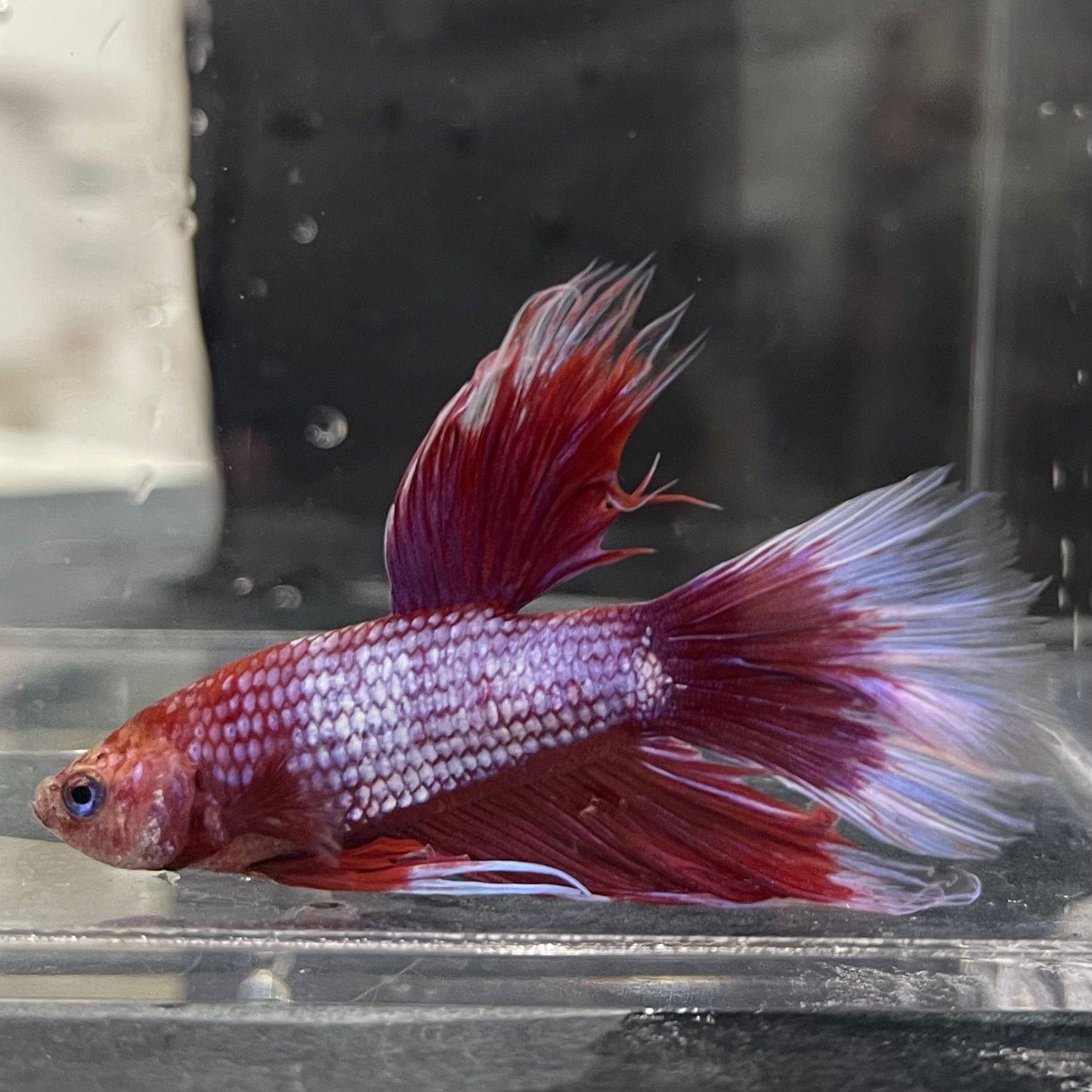 the-fish-farm Male Betta Male Betta - One Only - 3 Choose your favourite Male Betta from The Fish Farm Australia