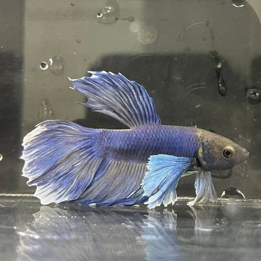 the-fish-farm Male Betta Male Betta - One Only - 3 Choose your favourite Male Betta from The Fish Farm Australia