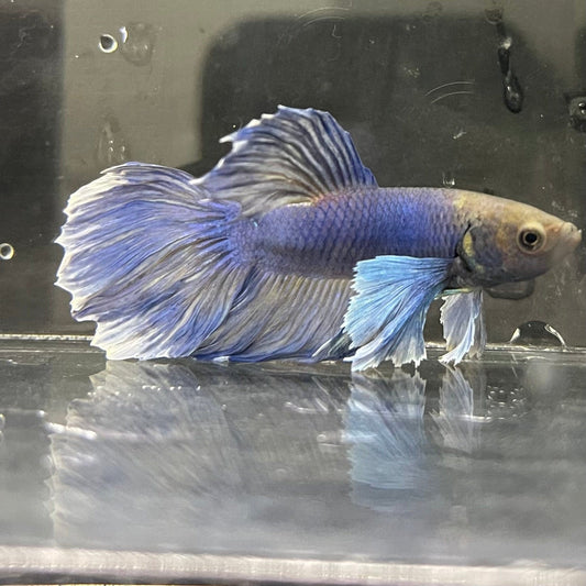 the-fish-farm Male Betta Male Betta - One Only - 3 Choose your favourite Male Betta from The Fish Farm Australia