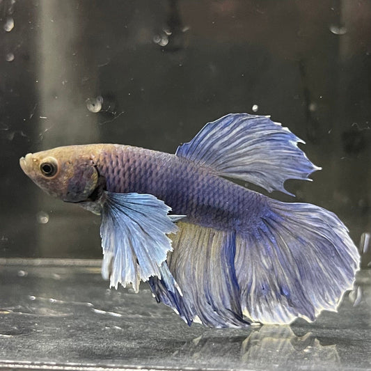 the-fish-farm Male Betta Male Betta - One Only - 3 Choose your favourite Male Betta from The Fish Farm Australia