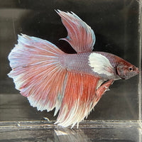the-fish-farm Male Betta Male Betta - One Only - 3 Choose your favourite Male Betta from The Fish Farm Australia