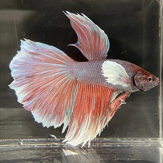 the-fish-farm Male Betta Male Betta - One Only - 3 Choose your favourite Male Betta from The Fish Farm Australia