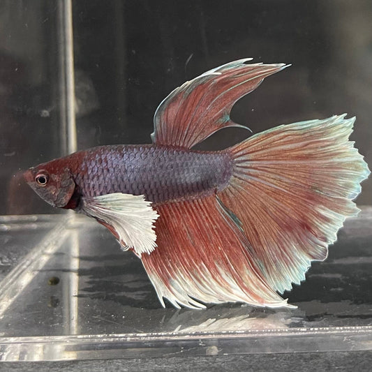 the-fish-farm Male Betta Male Betta - One Only - 3 Choose your favourite Male Betta from The Fish Farm Australia