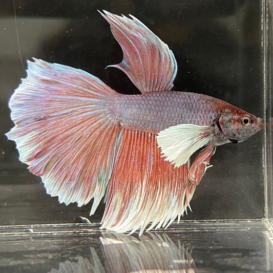 the-fish-farm Male Betta Male Betta - One Only - 3 Choose your favourite Male Betta from The Fish Farm Australia