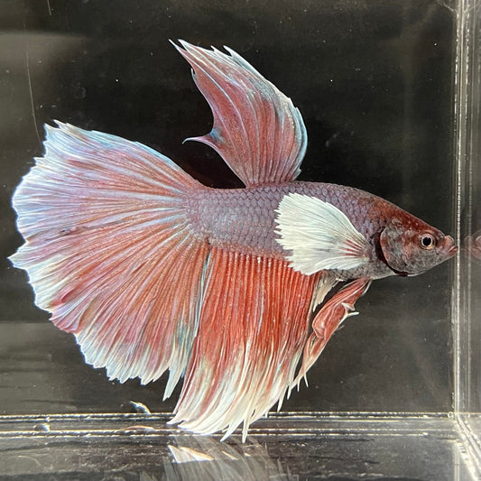 the-fish-farm Male Betta Male Betta - One Only - 3 Choose your favourite Male Betta from The Fish Farm Australia