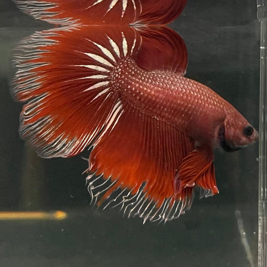 the-fish-farm Male Betta Male Betta - One Only - 3 Choose your favourite Male Betta from The Fish Farm Australia