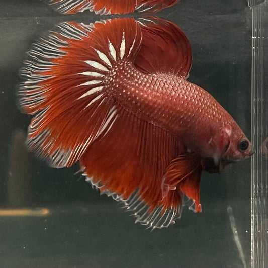 the-fish-farm Male Betta Male Betta - One Only - 3 Choose your favourite Male Betta from The Fish Farm Australia