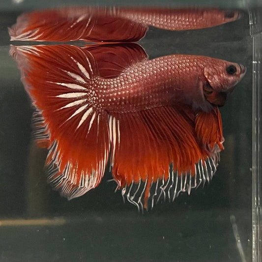 the-fish-farm Male Betta Male Betta - One Only - 3 Choose your favourite Male Betta from The Fish Farm Australia