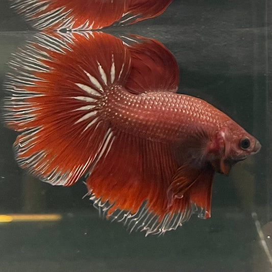the-fish-farm Male Betta Male Betta - One Only - 3 Choose your favourite Male Betta from The Fish Farm Australia