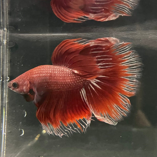 the-fish-farm Male Betta Male Betta - One Only - 3 Choose your favourite Male Betta from The Fish Farm Australia