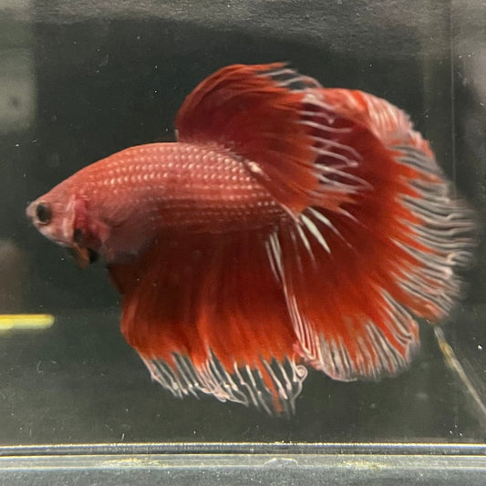 the-fish-farm Male Betta Male Betta - One Only - 3 Choose your favourite Male Betta from The Fish Farm Australia