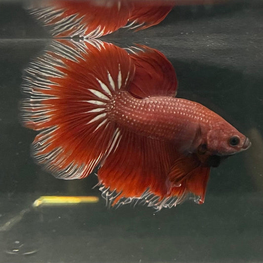 the-fish-farm Male Betta Male Betta - One Only - 3 Choose your favourite Male Betta from The Fish Farm Australia