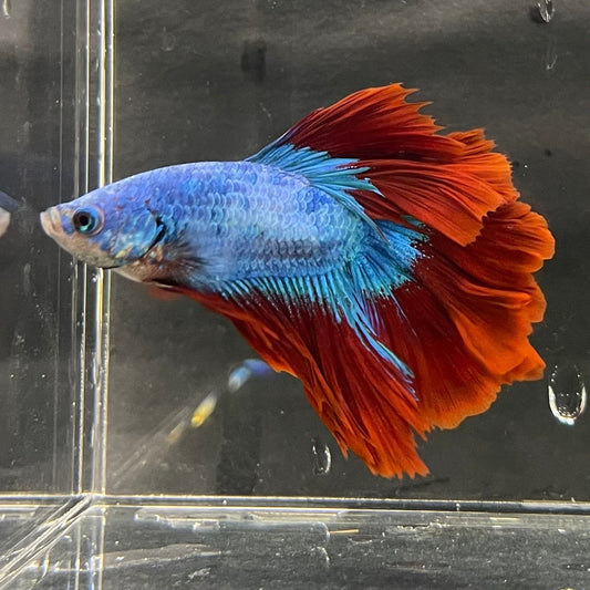 the-fish-farm Male Betta Male Betta - One Only - 3 Choose your favourite Male Betta from The Fish Farm Australia