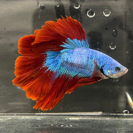 the-fish-farm Male Betta Male Betta - One Only - 3 Choose your favourite Male Betta from The Fish Farm Australia