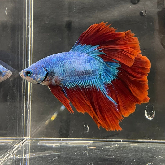 the-fish-farm Male Betta Male Betta - One Only - 3 Choose your favourite Male Betta from The Fish Farm Australia