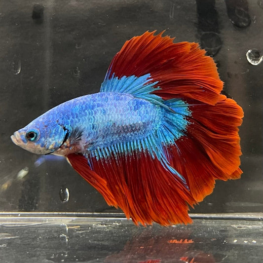 the-fish-farm Male Betta Male Betta - One Only - 3 Choose your favourite Male Betta from The Fish Farm Australia