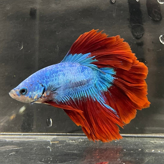 the-fish-farm Male Betta Male Betta - One Only - 3 Choose your favourite Male Betta from The Fish Farm Australia