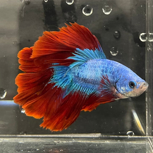 the-fish-farm Male Betta Male Betta - One Only - 3 Choose your favourite Male Betta from The Fish Farm Australia
