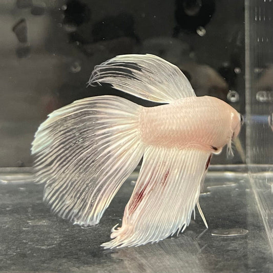 the-fish-farm Male Betta Male Betta - One Only - 3 Choose your favourite Male Betta from The Fish Farm Australia