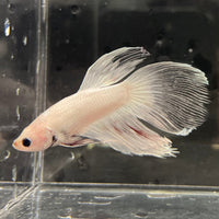 the-fish-farm Male Betta Male Betta - One Only - 3 Choose your favourite Male Betta from The Fish Farm Australia