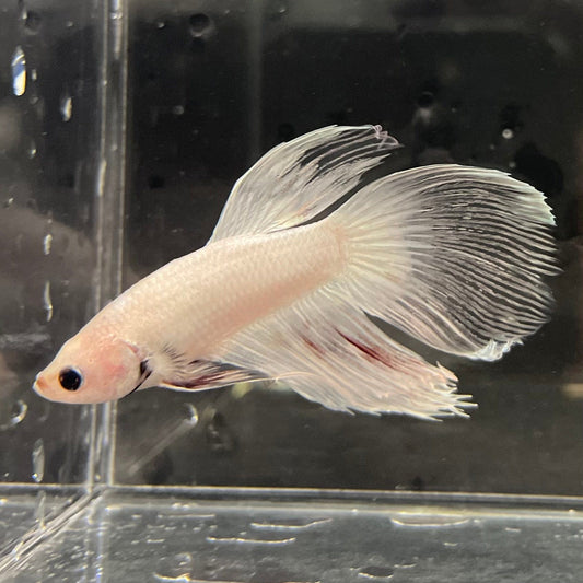 the-fish-farm Male Betta Male Betta - One Only - 3 Choose your favourite Male Betta from The Fish Farm Australia