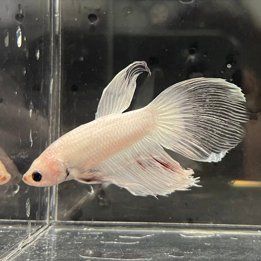 the-fish-farm Male Betta Male Betta - One Only - 3 Choose your favourite Male Betta from The Fish Farm Australia