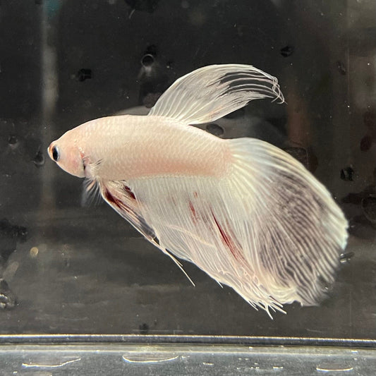 the-fish-farm Male Betta Male Betta - One Only - 3 Choose your favourite Male Betta from The Fish Farm Australia