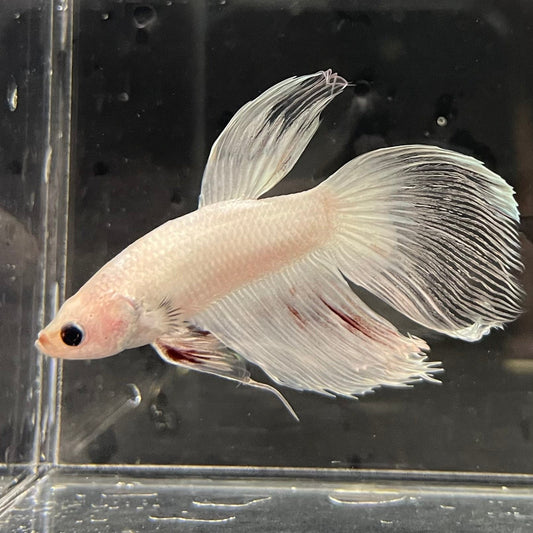 the-fish-farm Male Betta Male Betta - One Only - 3 Choose your favourite Male Betta from The Fish Farm Australia
