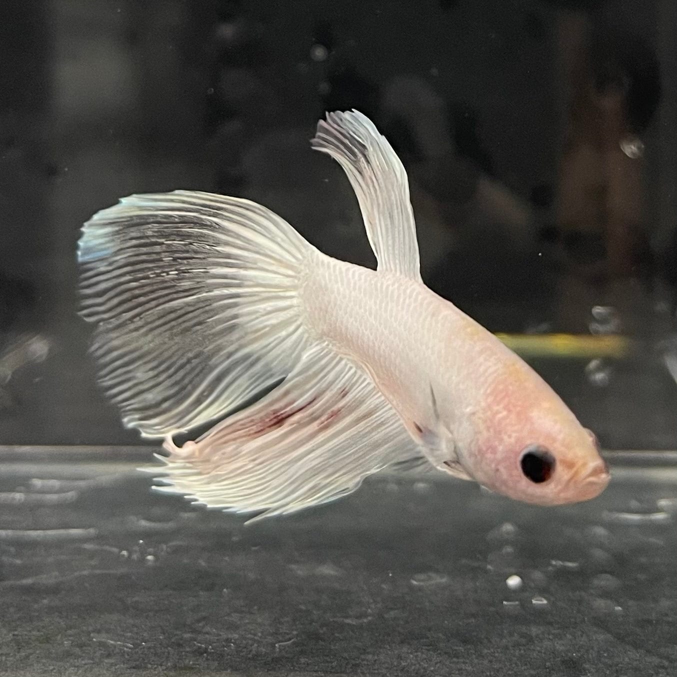 the-fish-farm Male Betta Male Betta - One Only - 3 Choose your favourite Male Betta from The Fish Farm Australia