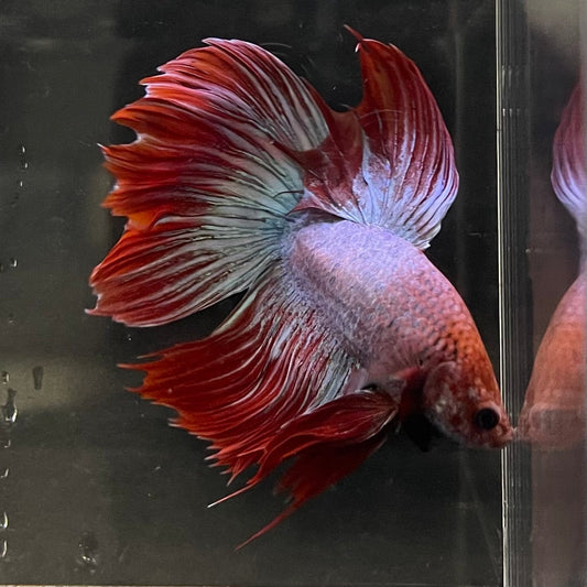 the-fish-farm Male Betta Male Betta - One Only - 3 Choose your favourite Male Betta from The Fish Farm Australia