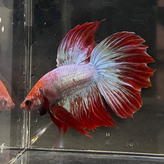the-fish-farm Male Betta Male Betta - One Only - 3 Choose your favourite Male Betta from The Fish Farm Australia