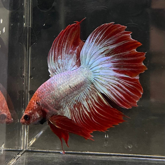 the-fish-farm Male Betta Male Betta - One Only - 3 Choose your favourite Male Betta from The Fish Farm Australia