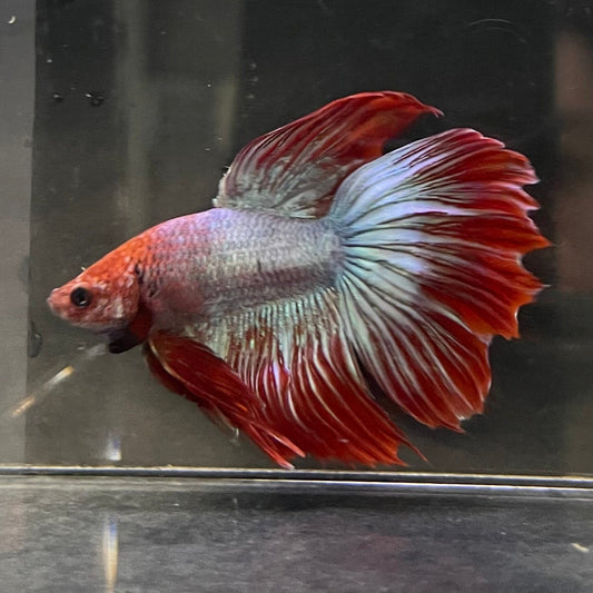 the-fish-farm Male Betta Male Betta - One Only - 3 Choose your favourite Male Betta from The Fish Farm Australia