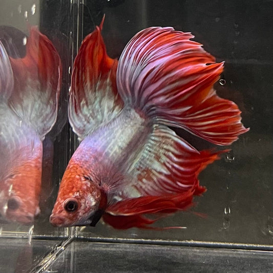 the-fish-farm Male Betta Male Betta - One Only - 3 Choose your favourite Male Betta from The Fish Farm Australia