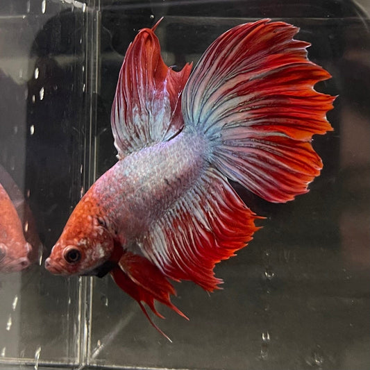 the-fish-farm Male Betta Male Betta - One Only - 3 Choose your favourite Male Betta from The Fish Farm Australia