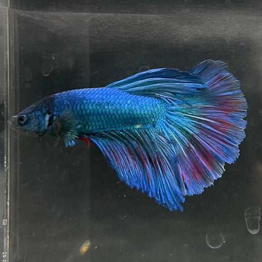 the-fish-farm Male Betta Male Betta - One Only - 3 Choose your favourite Male Betta from The Fish Farm Australia