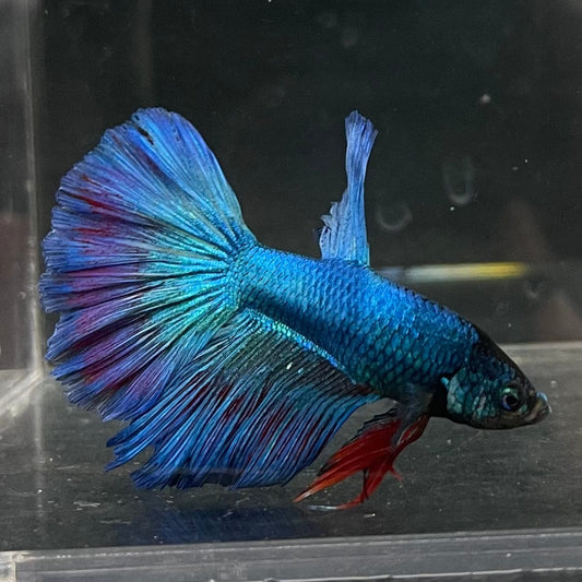 the-fish-farm Male Betta Male Betta - One Only - 3 Choose your favourite Male Betta from The Fish Farm Australia