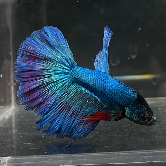 the-fish-farm Male Betta Male Betta - One Only - 3 Choose your favourite Male Betta from The Fish Farm Australia