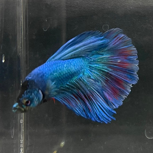 the-fish-farm Male Betta Male Betta - One Only - 3 Choose your favourite Male Betta from The Fish Farm Australia