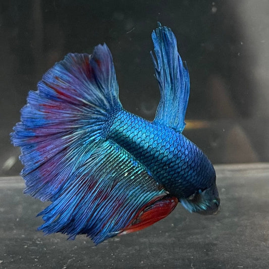 the-fish-farm Male Betta Male Betta - One Only - 3 Choose your favourite Male Betta from The Fish Farm Australia