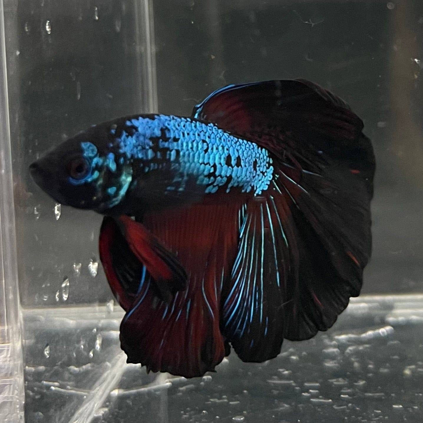 the-fish-farm Male Betta Male Betta - One Only - 3 Choose your favourite Male Betta from The Fish Farm Australia