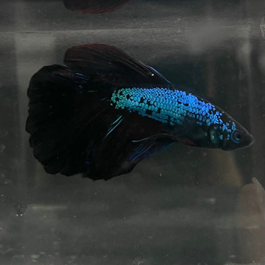 the-fish-farm Male Betta Male Betta - One Only - 3 Choose your favourite Male Betta from The Fish Farm Australia