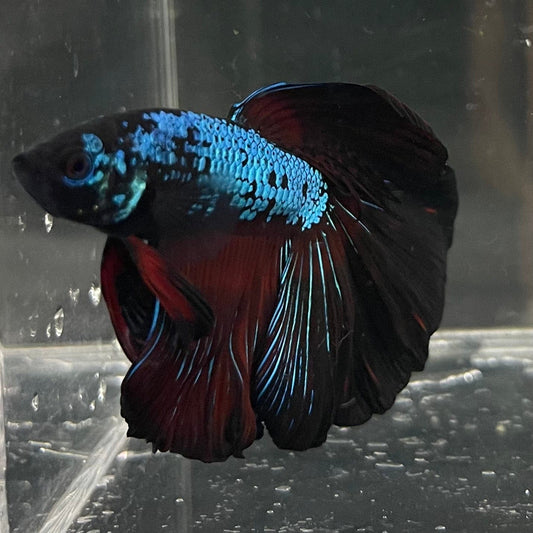 the-fish-farm Male Betta Male Betta - One Only - 3 Choose your favourite Male Betta from The Fish Farm Australia