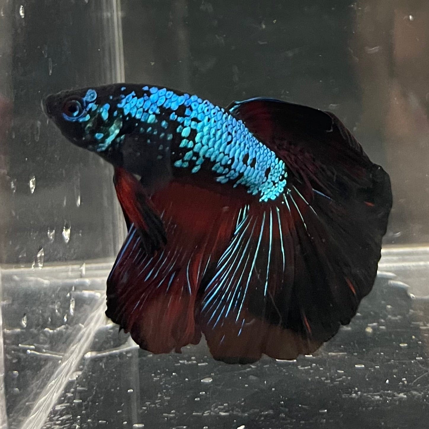 the-fish-farm Male Betta Male Betta - One Only - 3 Choose your favourite Male Betta from The Fish Farm Australia