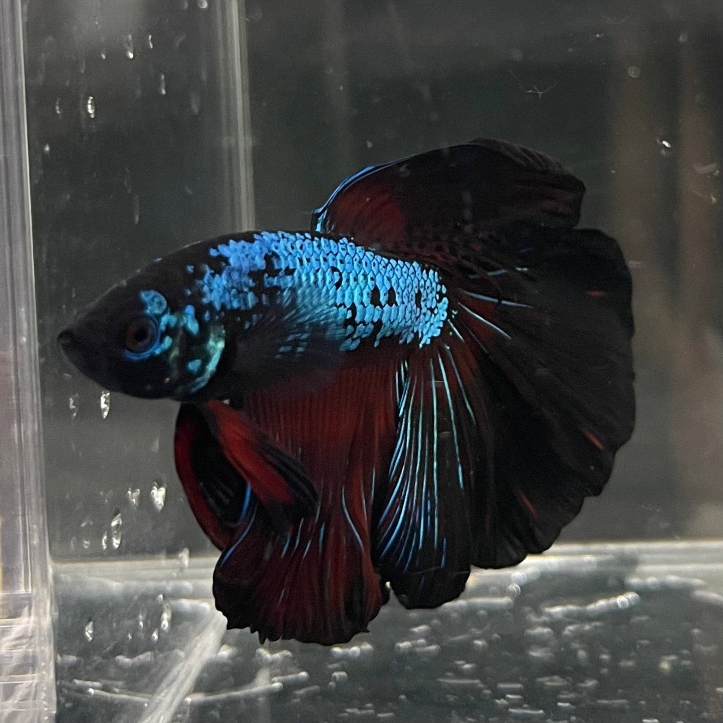 the-fish-farm Male Betta Male Betta - One Only - 3 Choose your favourite Male Betta from The Fish Farm Australia