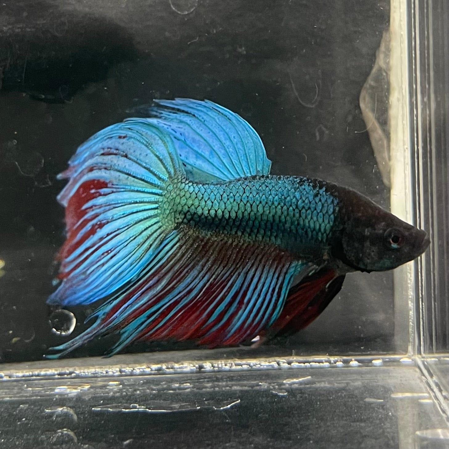 the-fish-farm Male Betta Male Betta - One Only - 3 Choose your favourite Male Betta from The Fish Farm Australia