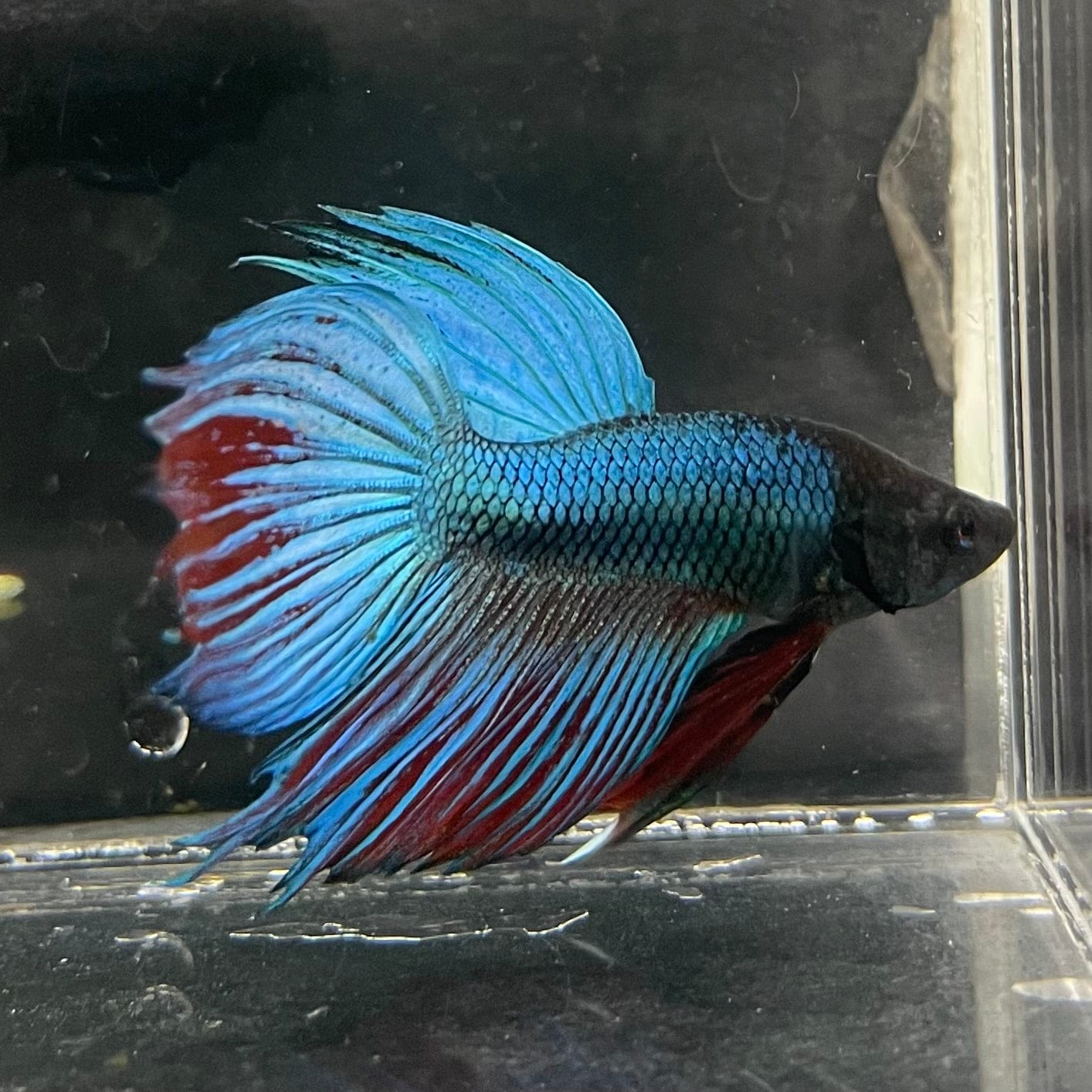 the-fish-farm Male Betta Male Betta - One Only - 3 Choose your favourite Male Betta from The Fish Farm Australia